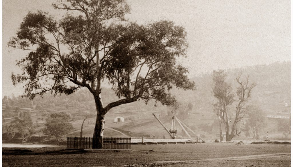 Albury Hovell Tree & Murray River wharf